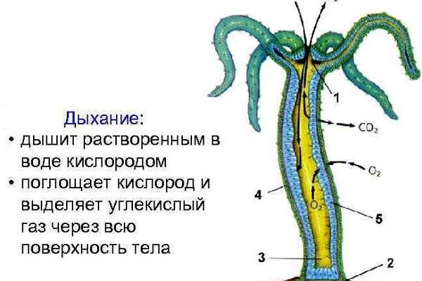 Кракен в обход